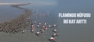 FLAMİNGO NÜFUSU İKİ KAT ARTTI