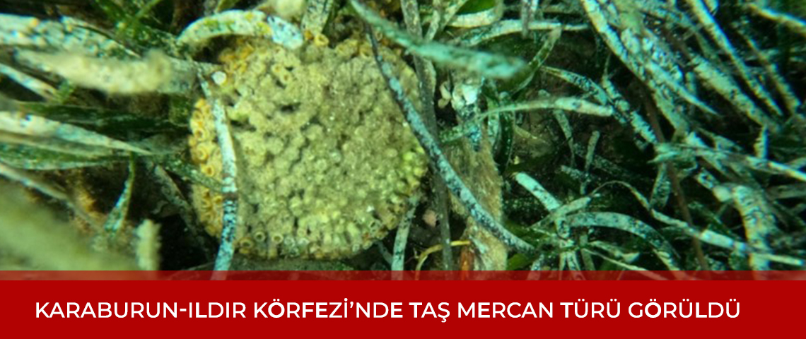 KARABURUN-ILDIR KÖRFEZİ’NDE TAŞ MERCAN TÜRÜ GÖRÜLDÜ