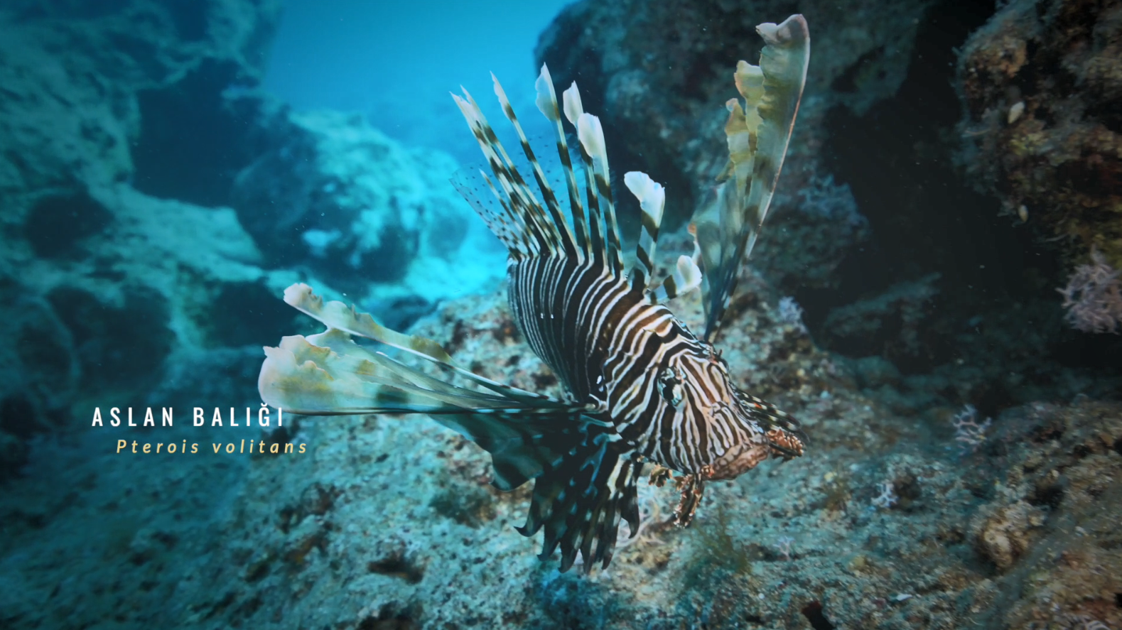 Küresel İklim Değişikliği ve Deniz Hayatı - İstilacı Türler