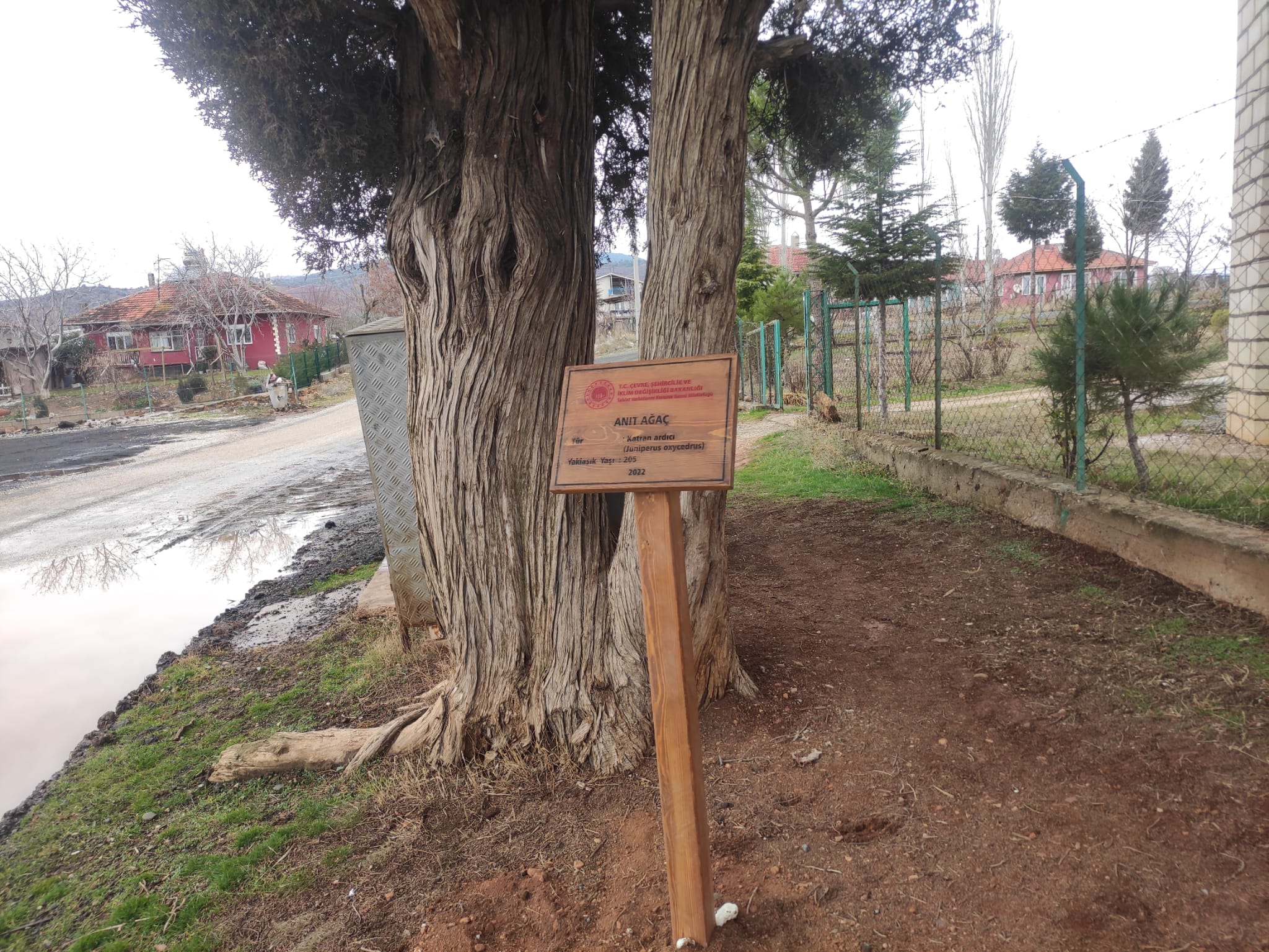 İlimizde Bulunan Anıt Ağaç ve Tescilli Anıt Ağaç Topluluklarına Müdürlüğümüz Kontrolünde Tabelalar Takılmıştır