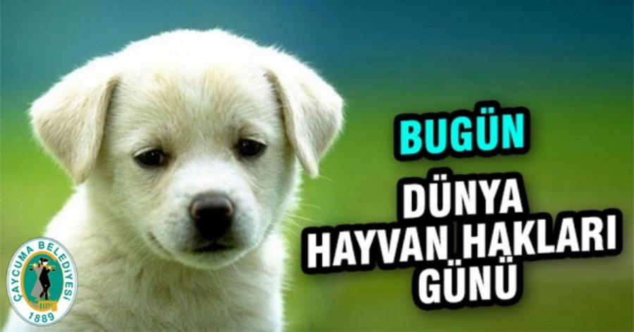 04 EKİM HAYVANLARI KORUMA GÜNÜ NEDENİYLE KEDİ VE KÖPEKLER İÇİN MAMA VE SULUKLAR MÜDÜRLÜĞÜMÜZ BAHÇESİNE KONULDU