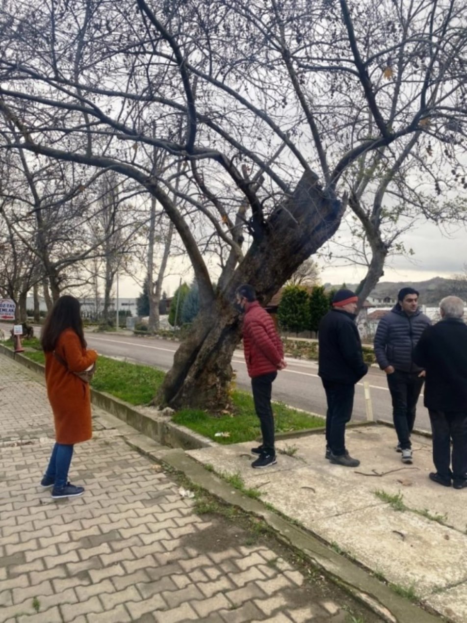 Anıt Ağaçlar Tek Tek İnceleme Altında