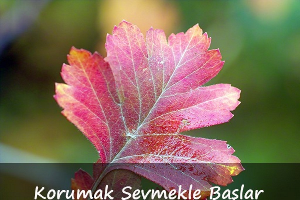 Korumak Sevmekle Başlar